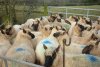 Ewes collected for their vaccinations